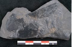 Foto (Detailansicht) von Quercus pachyphylla Ettingshausen (NHMW-GEO-2024-0188-10273)